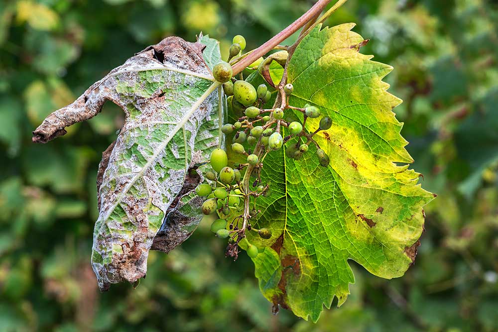 CIA Agricoltori Italiani Cia Abruzzo Trasferire Rapidamente Fondi