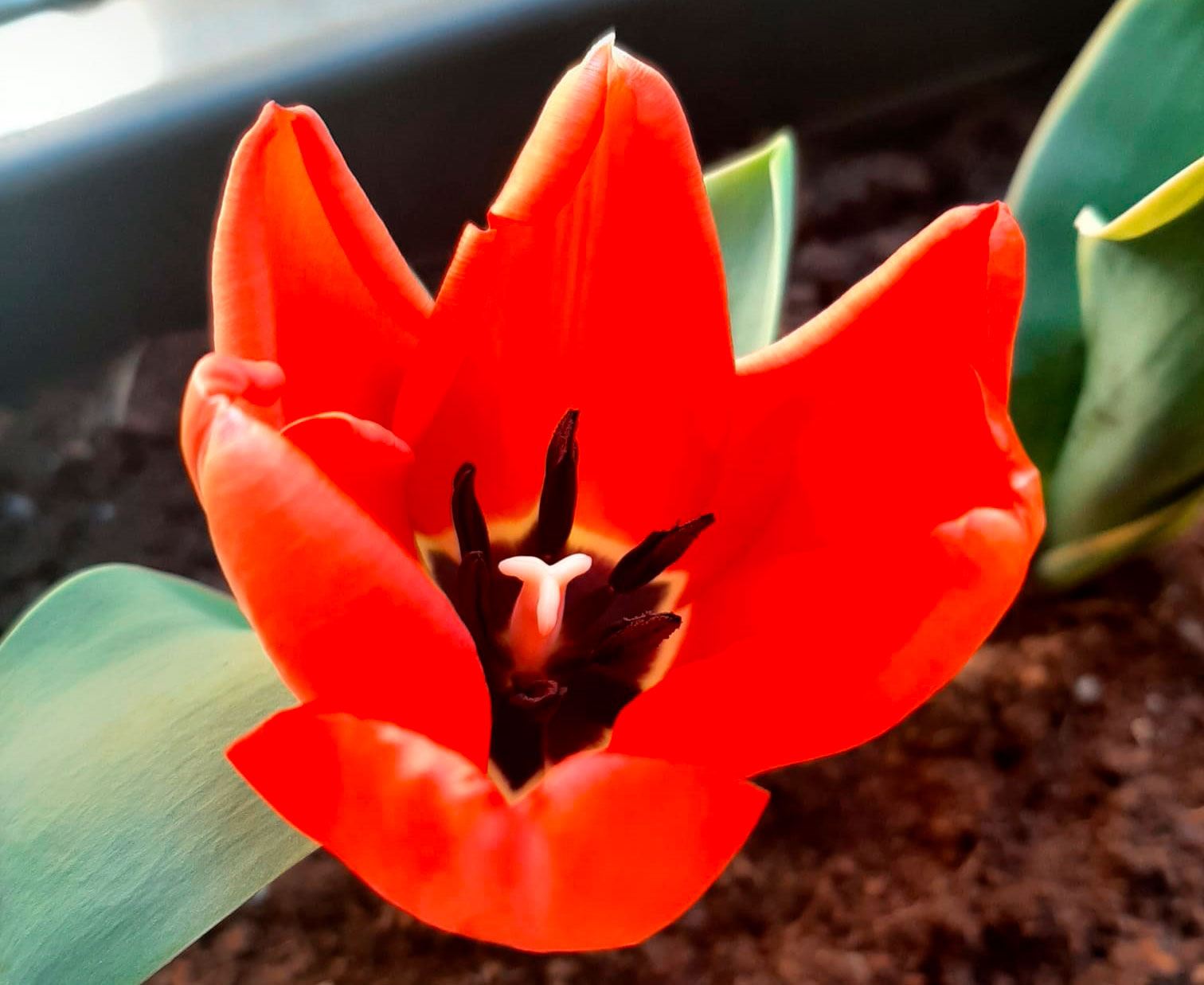 fiore2.jpg