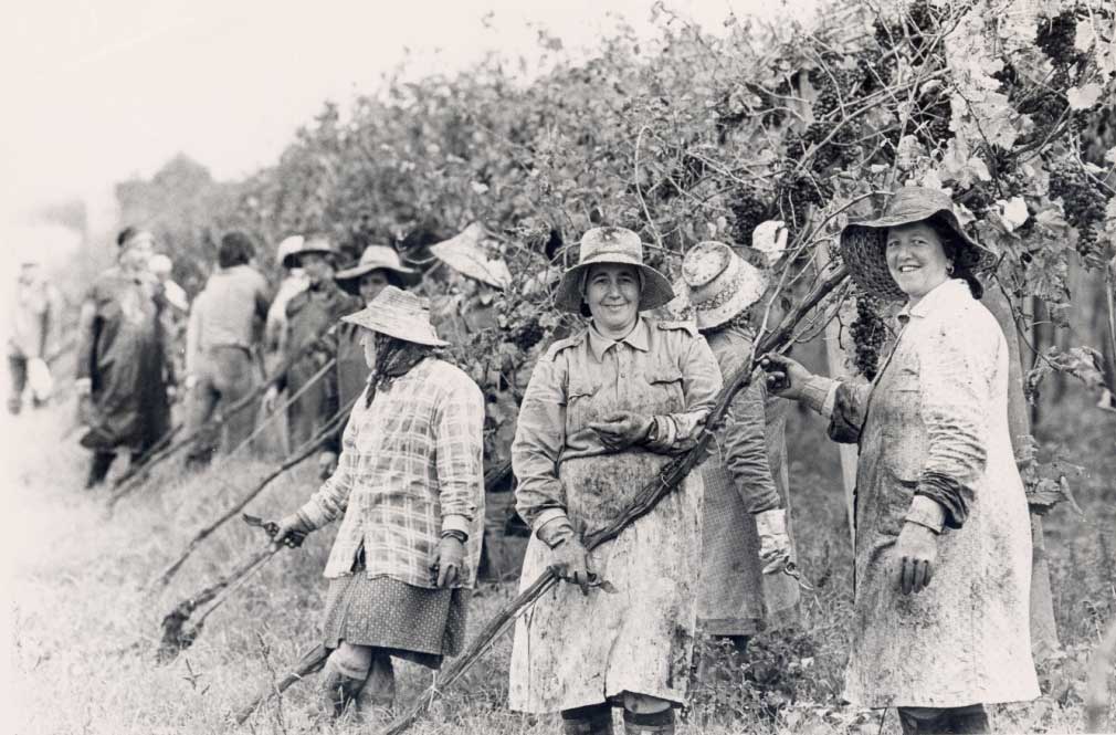 Vendemmia_anni50_Verona.jpg