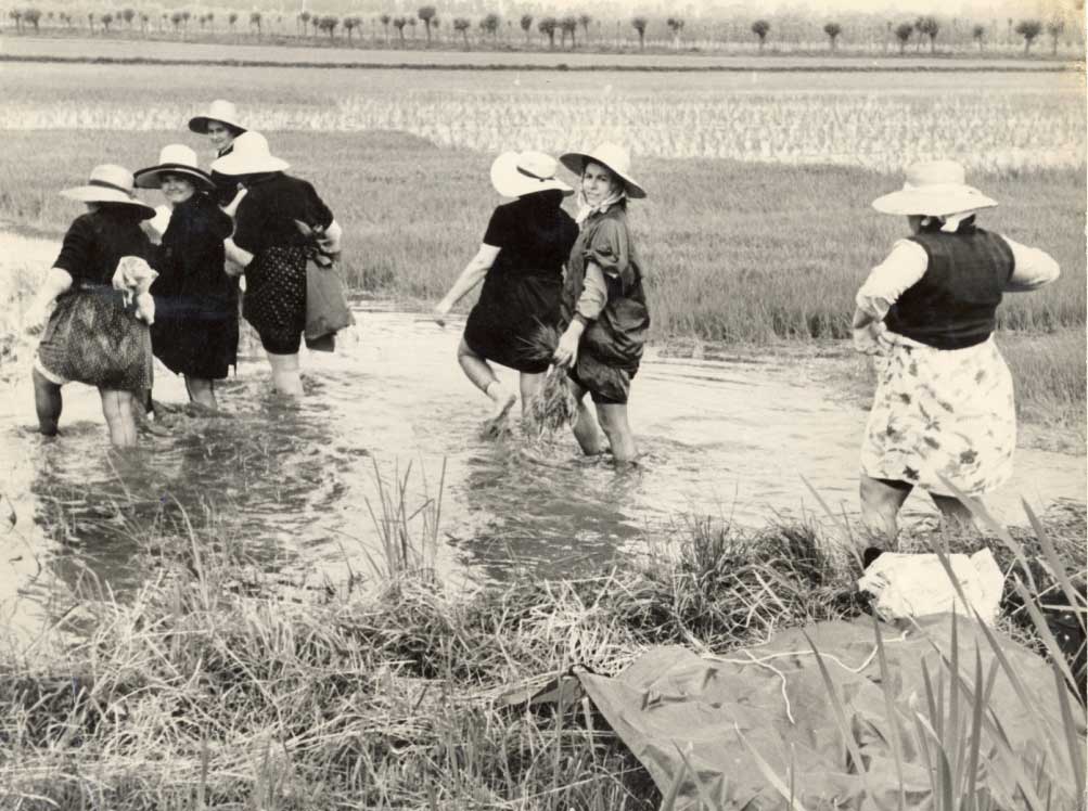 Mondine_Pavia_anni-'50.jpg
