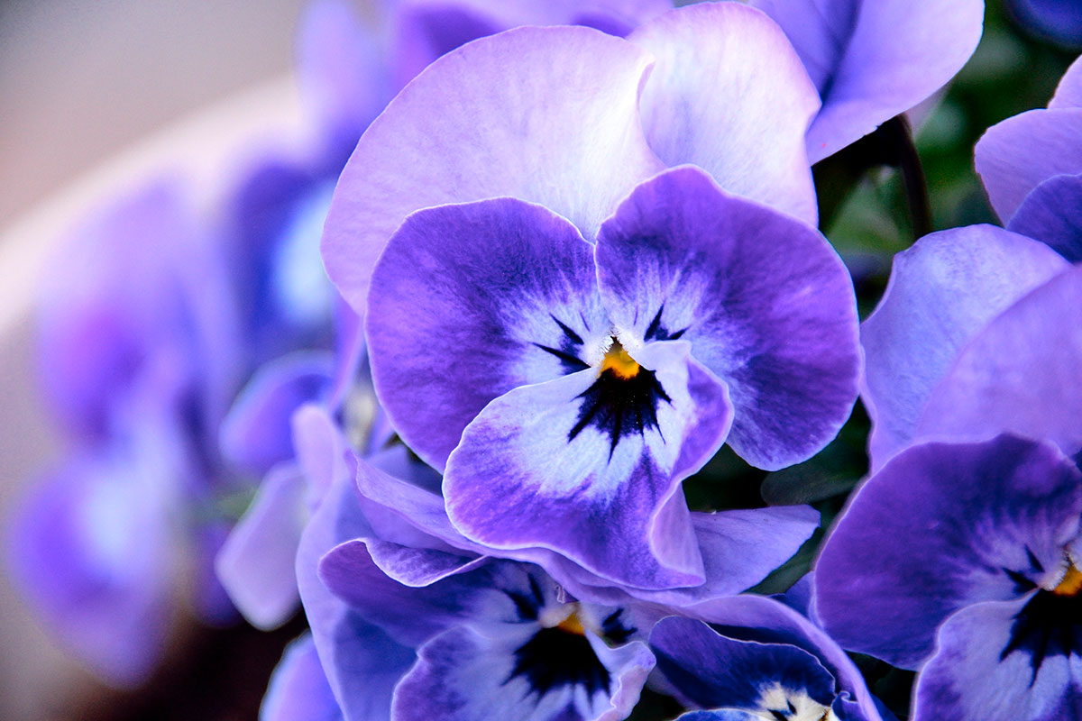 Violetta_180134177.jpg
