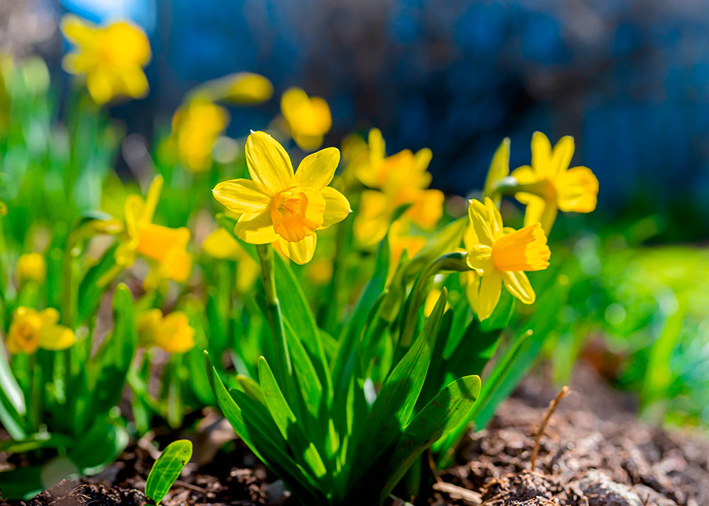narciso_323024859.jpg