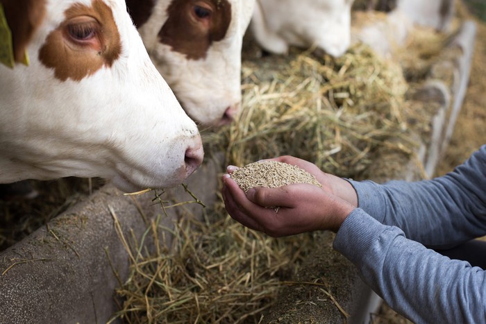 Assalzoo festeggia 80 anni. Cia alla tavola rotonda con le organizzazioni agricole