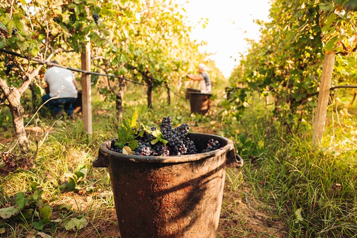 Vendemmia: Cia Levante, subito una nuova speculazione sui prezzi dell'uva