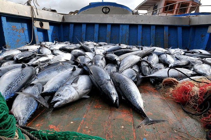 Libia: PescAgri, spari a pescherecci italiani. Urge soluzione a "guerra della pesca"