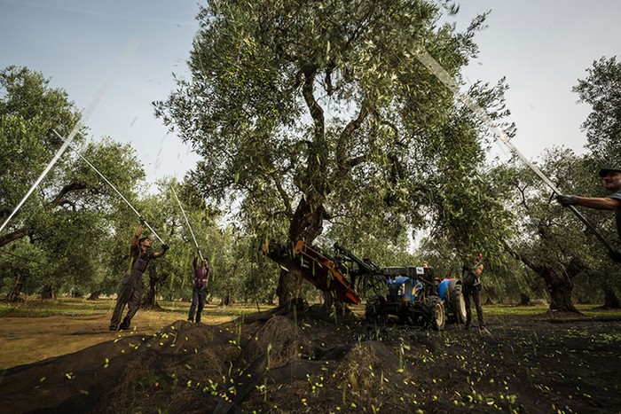 Cia Puglia: OP Oliveti Terra di Bari, numeri record per i 5.804 soci