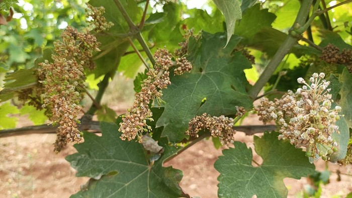 Peronospora: Cia Abruzzo, al via i pagamenti. Regione velocizzi trasferimento fondi