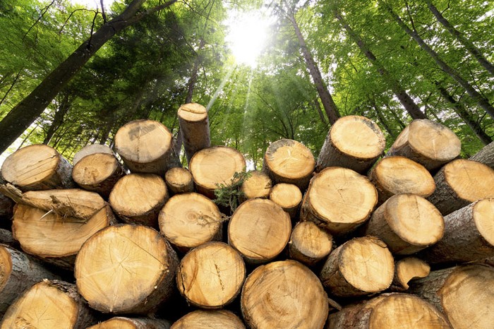Caro energia: Aiel-Cia scrive a Cingolani, serve contributo biomasse legnose