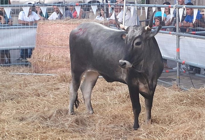 Zootecnia: Cia Basilicata, riposizionare la Podolica tra tradizione e sostenibilità