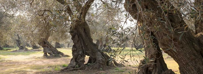 Cia Puglia: olivicoltori palestinesi ridotti alla fame. No a questo scempio