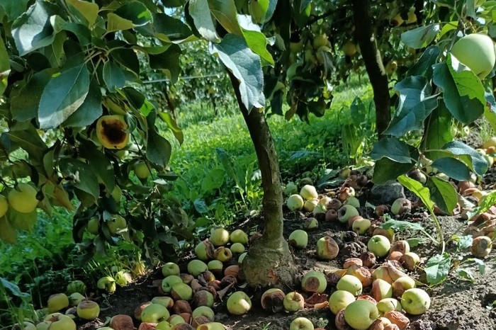 Cia Padova: nella Bassa perso fino al 90% delle mele per malattia fungina