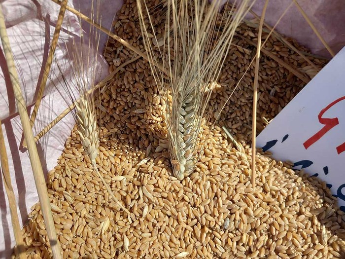 Grano: Cia Puglia, domani da Lollobrigida. Sovranità non sia solo targa sul Ministero