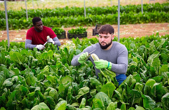 Cia Abruzzo: manodopera difficile da trovare e ancora più difficile da trattenere