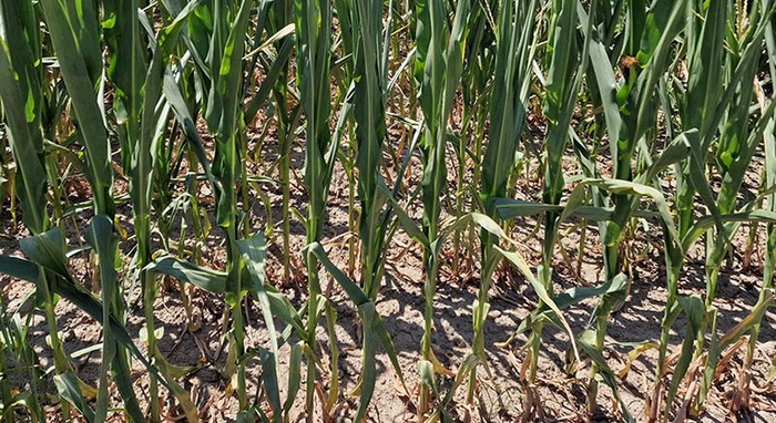Siccità: Cia Padova, perso oltre il 50% di mais non irriguo nella Bassa padovana