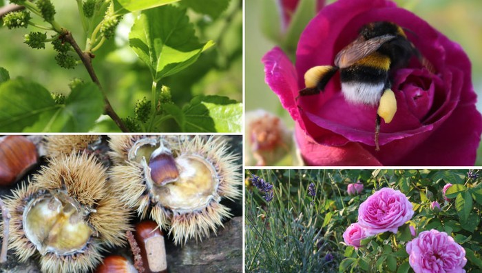 Viaggi...in Campo Lombardia. Natura e benessere: api, piante e giardini