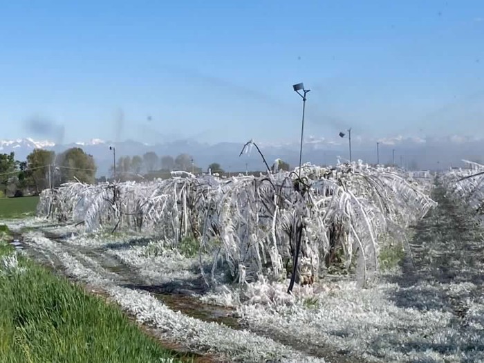 Maltempo: Cia Veneto, rischio collasso vigneti Prosecco con gelata notturna
