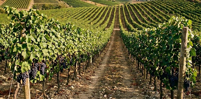 Cia Basilicata: riconoscimento Vulture Città Italiana del Vino occasione per imprese e territorio