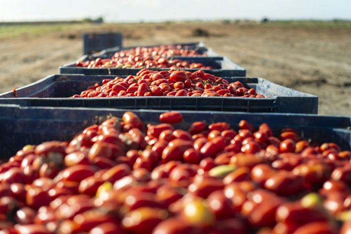 Prezzi: Cia Capitanata, su pomodoro e uva da vino gravi speculazioni