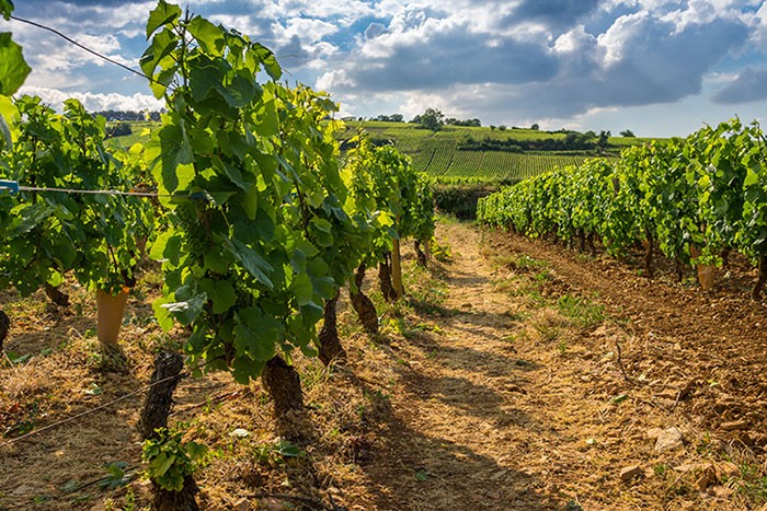 Vitivinicolo: Cia Basilicata incontra l'assessore Galella