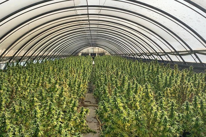 Cia Veneto: stop a coltivazione canapa per decreto, in crisi un centinaio di produttori
