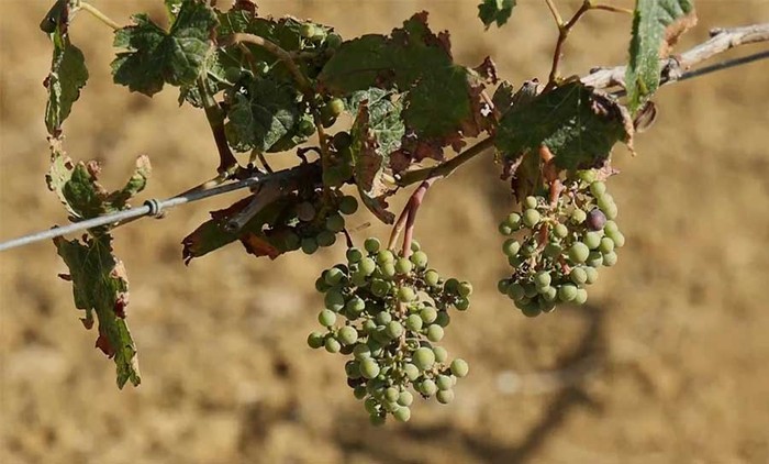 Vendemmia: Cia Sicilia Occidentale, diga Trinità lascia a secco 5 mila ettari