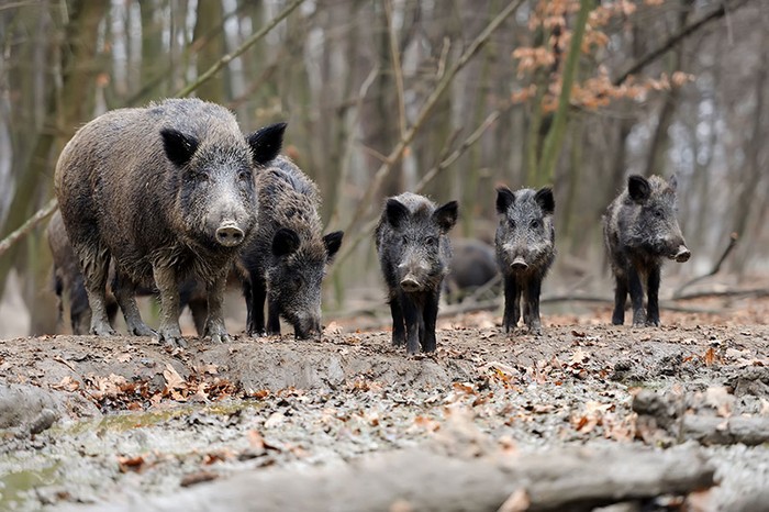 Fauna selvatica: Cia, attuare Piano straordinario. Regioni agiscano