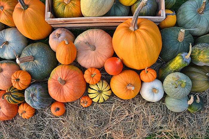 Cia Pesaro-Urbino: zucca e zucchine al centro della Giornata del prodotto funzionale