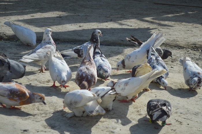 Cia Toscana Centro: -40% raccolti mais, ceci e girasole per attacchi di piccioni e colombacci