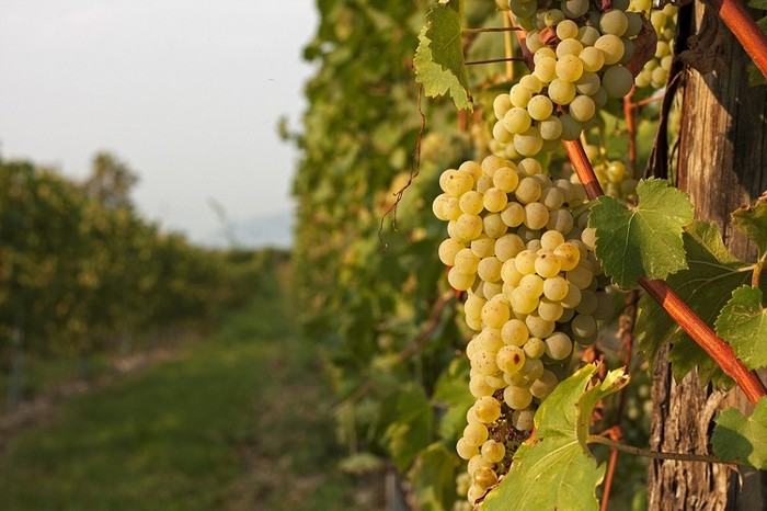 Vendemmia: Cia Cuneo, sarà un autunno rovente. Primo fronte il Moscato