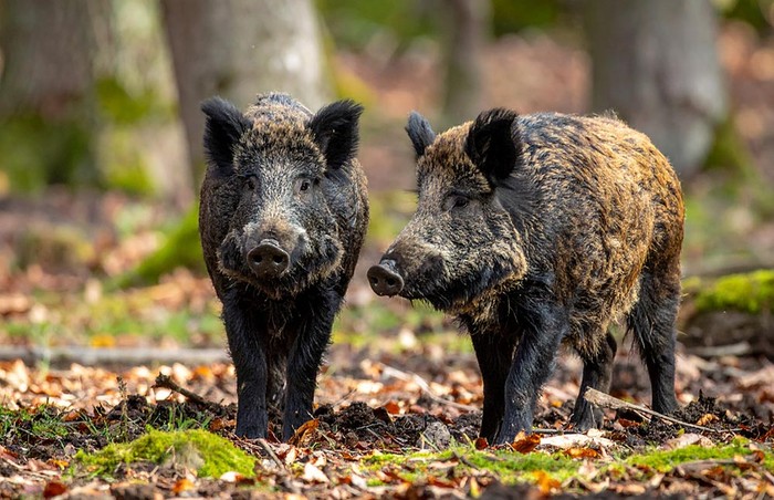 Fauna selvatica: Cia Piemonte, misure insufficienti e e ancora troppi danni nelle campagne
