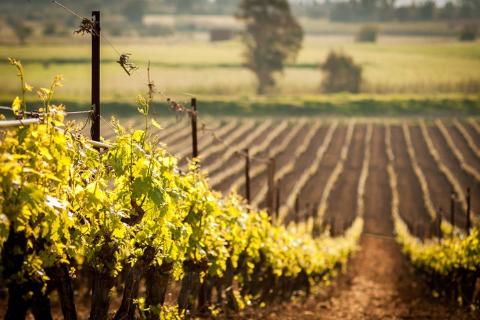 Cia Cuneo: al via bando Arpea per riconversione vigneti campagna 2026/2027