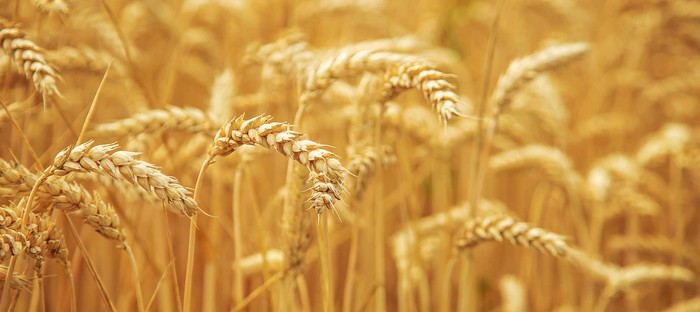Cereali: Cia, giù le mani da Granaio Italia.  Scongiurare ennesimo rinvio