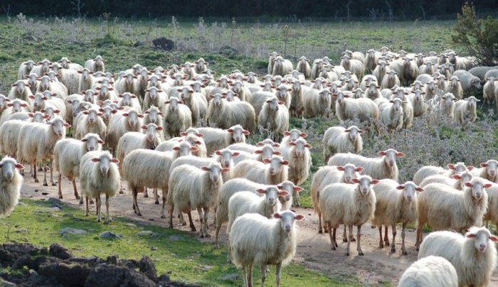 Blue Tongue: Cia Abruzzo, subito interventi e sostegni per salvare nostra zootecnia