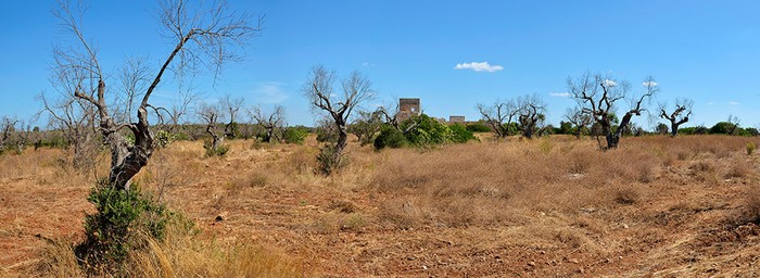Xylella: Cia, prima battaglia vinta per il Commissario straordinario