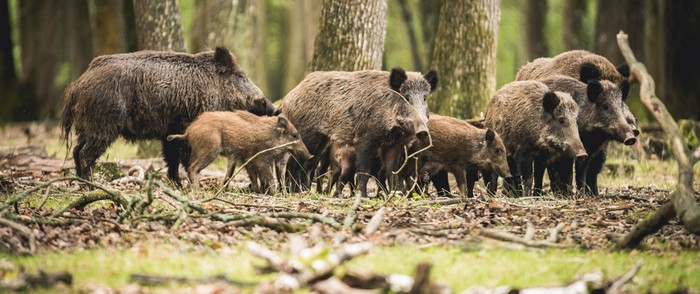 Cia L'Aquila-Teramo: un successo il Forum sull'emergenza fauna selvatica