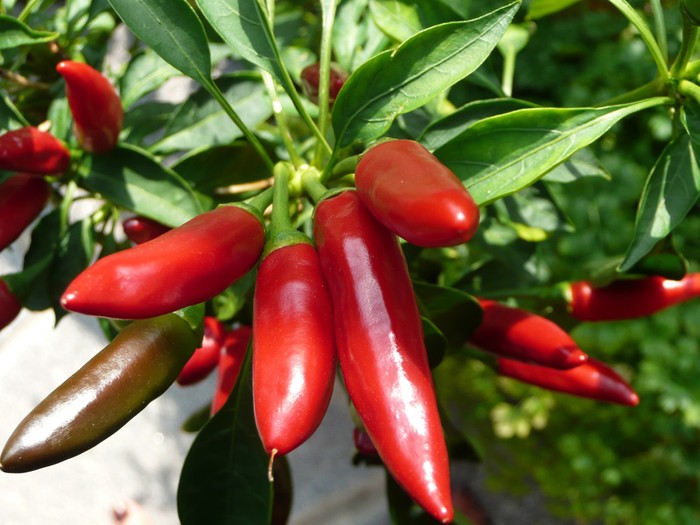 Cia Calabria: nostro Peperoncino approda in Gazzetta Ufficiale Ue. Traguardo storico