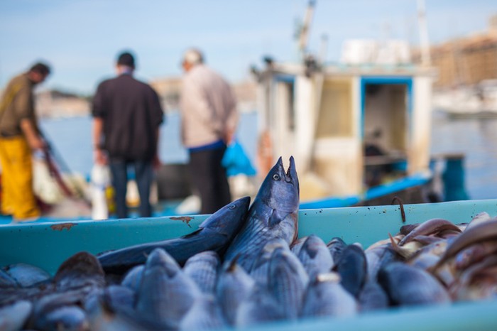 Pesca: Cia Bari-Bat, con decreto dismissioni a rischio decine di posti di lavoro