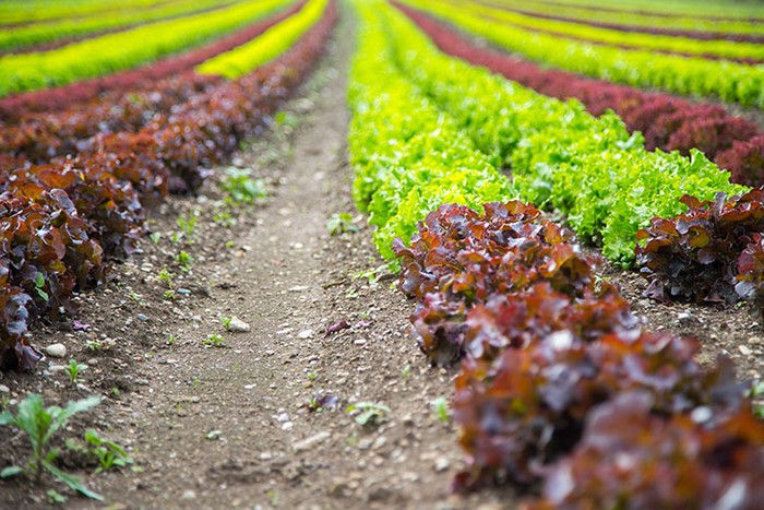 Filiere territoriali: Cia Cuneo, nuove opportunità dai bandi del Gal Terre Occitane