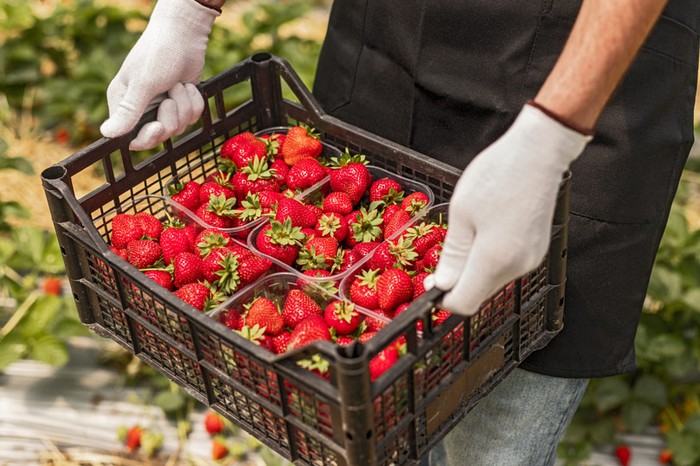 Cia Padova: produzione fragole a +50% nell'Alta