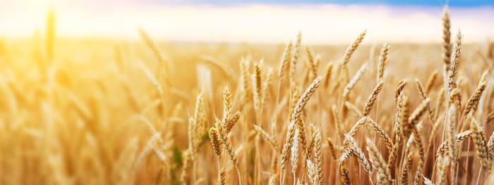 Granaio Italia: Cia Puglia, basta rinvii. Governo non prenda in giro gli agricoltori
