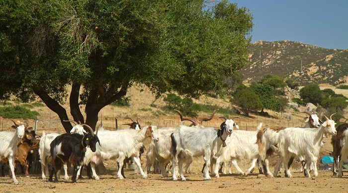 Pasqua: Cia Potenza-Matera, per agnello e capretto ad allevatore vanno solo 8 euro al kg
