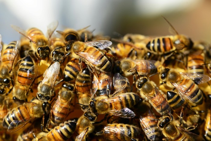Donne in Campo Lombardia: dalle api tanto benessere. Scambio di ricette col miele e apiterapia