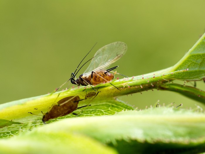 Biocontrollo: Cia, sperimentazione già in 6 regioni. Serve strategia di difesa