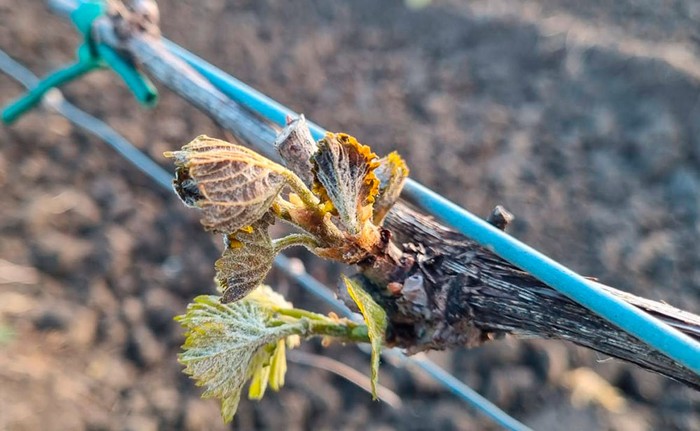 Cia Toscana: agricoltura "gelata". Notte a -7 gradi per vigneti, frutteti, ortaggi