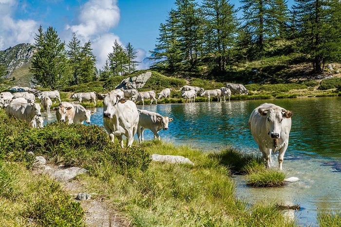 Razza piemontese: Cia Cuneo, segnali di ripresa. Ma crisi non è alla spalle