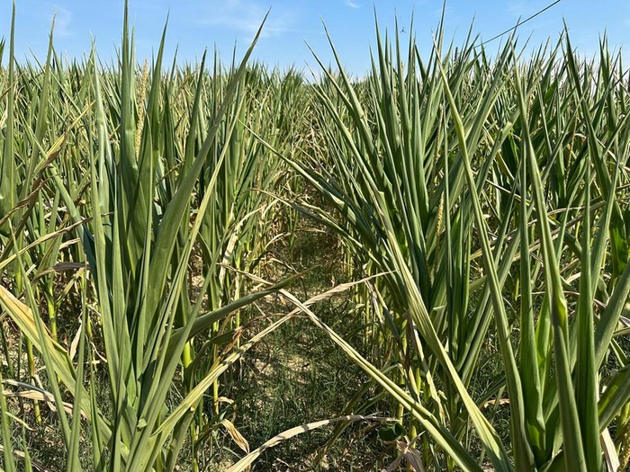 Cia Padova: solo 10 giorni di autonomia per l’agricoltura della Bassa