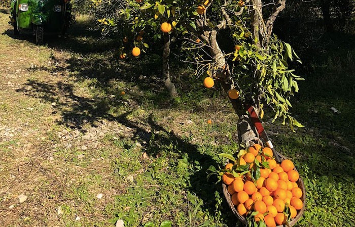 Arance: Cia Puglia, ricerca premia qualità ma mercato penalizza produttori