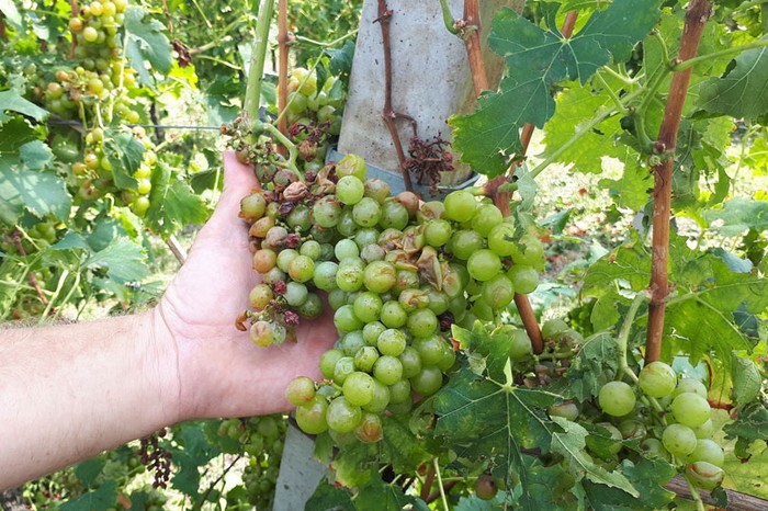Maltempo: Cia Campania, colpito il Beneventano. Gravi danni ai vigneti di Castelvenere