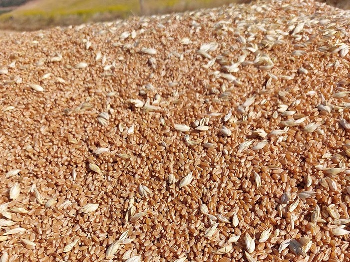Cia Puglia: basta speculazioni sul grano duro, importazioni fuori controllo
