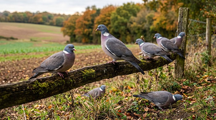 Colombacci: Cia Toscana chiede a Regione inserimento urgente tra le specie di controllo